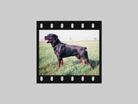 Rocky
